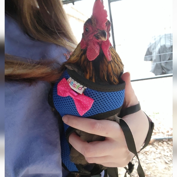 Chicken Harness - Picture 5 of 5